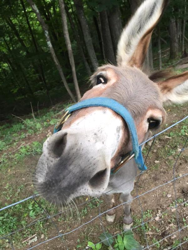 /Images/uploads/Animal Control  Welfare Project/PrettiestPetContest/entries/6034thumb.jpg